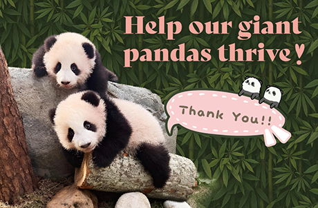 Help our Giant Panda thrive!